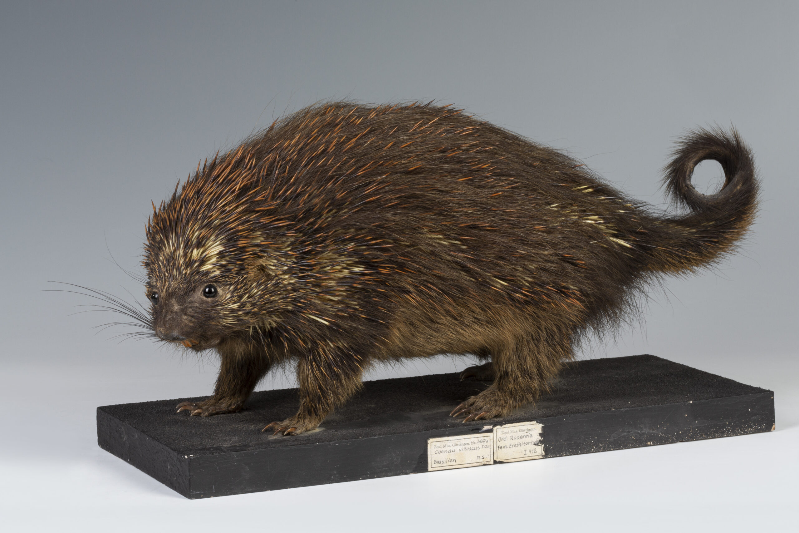 Greifstachler © Landesmuseum Hannover