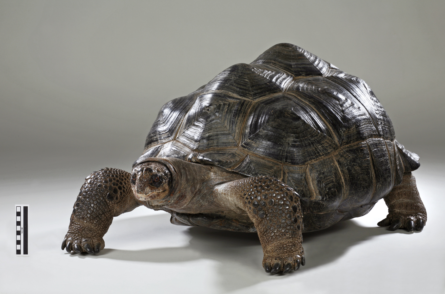 Galapagos-Riesenschildkröte © Landesmuseum Hannover